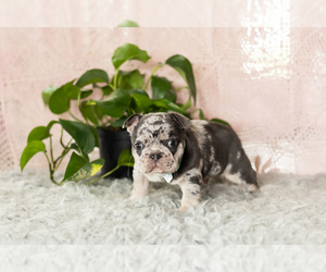 French Bulldog Puppy for sale in MILLERSBURG, IN, USA