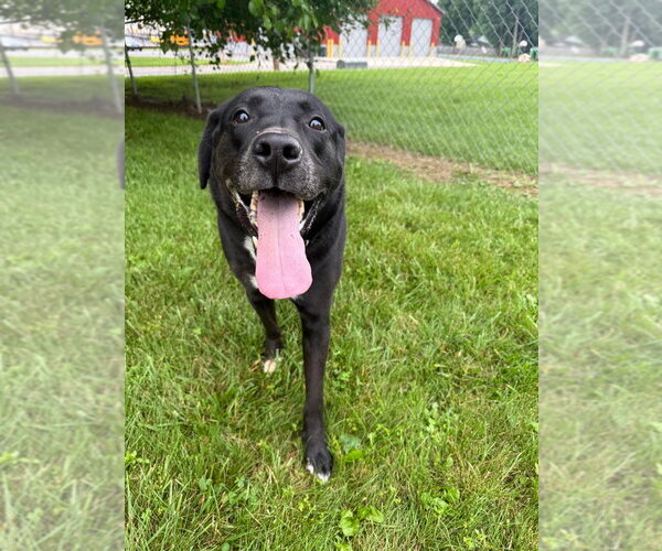 Medium Photo #9 Labrador Retriever Puppy For Sale in Richmond, IN, USA