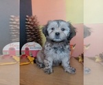 Small #6 Lhasa Apso