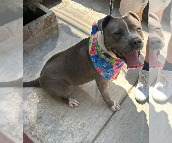 Medium Photo #4 American Staffordshire Terrier-Unknown Mix Puppy For Sale in Lake Forest, CA, USA