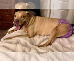 Small #36 American Pit Bull Terrier Mix