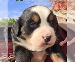 Small #6 Bernese Mountain Dog