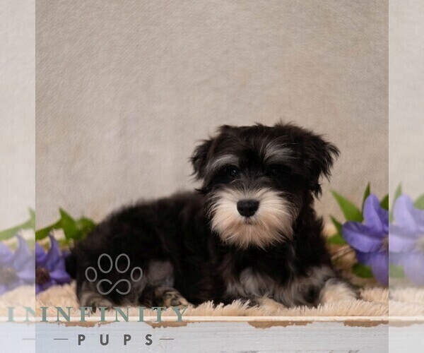 Medium Photo #2 Schnauzer (Miniature) Puppy For Sale in MIFFLINBURG, PA, USA