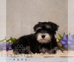 Small #1 Schnauzer (Miniature)