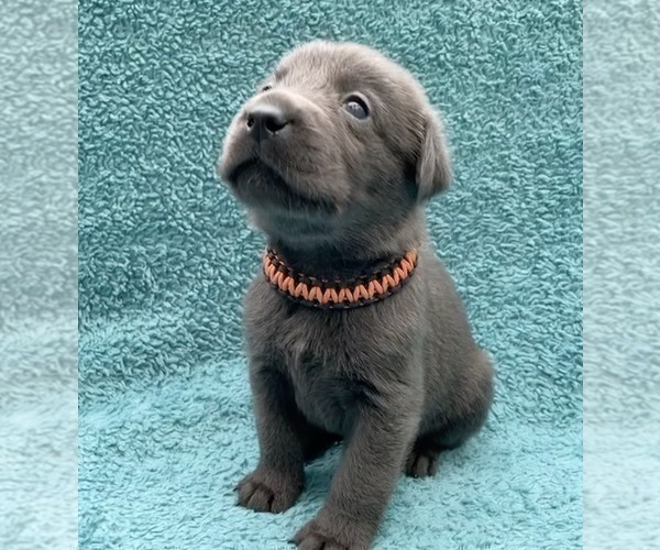 Medium Photo #4 Labrador Retriever Puppy For Sale in HOLLY SPRINGS, NC, USA