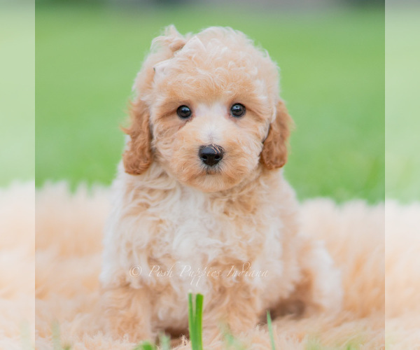 Medium Photo #50 Maltipoo (Miniature) Puppy For Sale in WARSAW, IN, USA