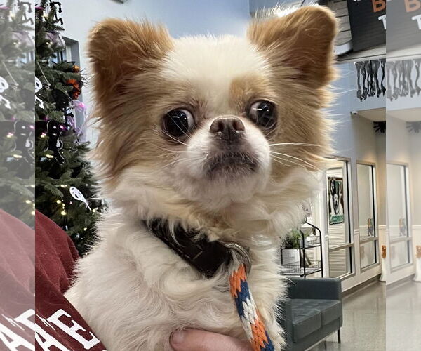 Medium Photo #1 Cheeks Puppy For Sale in Cranford, NJ, USA