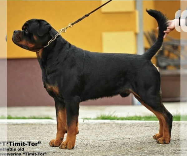 Medium Photo #10 Rottweiler Puppy For Sale in HOUSTON, AR, USA