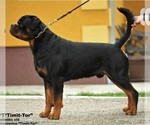 Small #9 Rottweiler