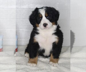 Bernese Mountain Dog Puppy for sale in FREDERICKSBURG, OH, USA