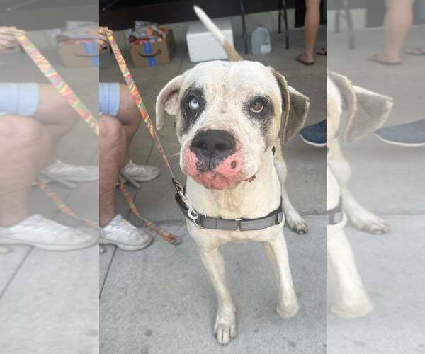 Medium Photo #1 American Bulldog-Unknown Mix Puppy For Sale in New Smyrna Beach, FL, USA