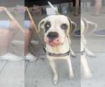 Small American Bulldog Mix