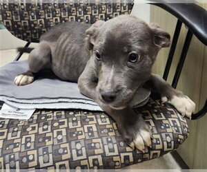 Mutt Dogs for adoption in Plano, TX, USA