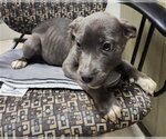 Small Mutt