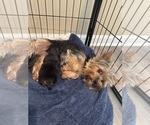Small #7 Yorkshire Terrier