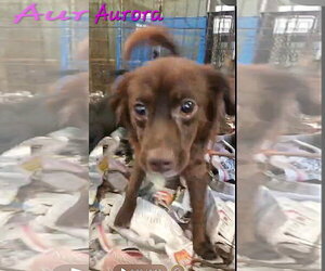 Chihuahua-Labrador Retriever Mix Dogs for adoption in Virginia Beach, VA, USA