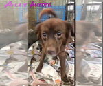 Small Chihuahua-Labrador Retriever Mix