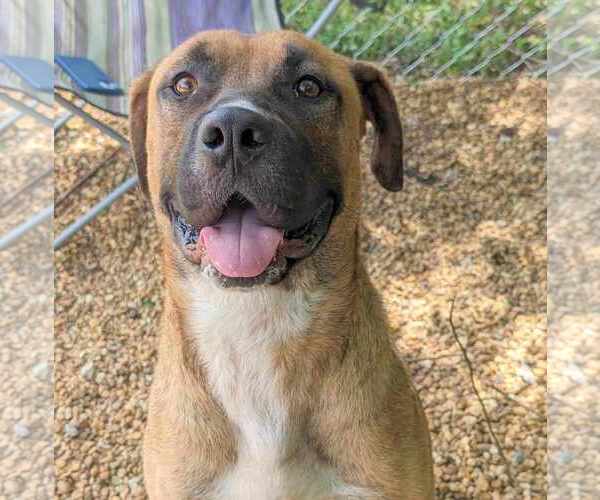 Medium Photo #1 Black Mouth Cur-Unknown Mix Puppy For Sale in Anniston, AL, USA