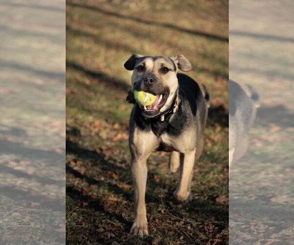 Medium Photo #3 Mutt Puppy For Sale in Chester, NJ, USA
