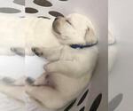 Small Photo #11 Labrador Retriever Puppy For Sale in OZONE, TN, USA