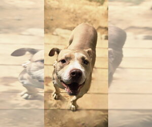 Prince - Male American Pit Bull Terrier-Unknown Mix Dog for Adoption - Photo #2