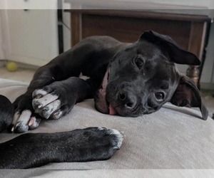 American Pit Bull Terrier-Unknown Mix Dogs for adoption in Germantown, OH, USA