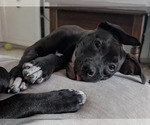 Coachella - Female American Pit Bull Terrier-Unknown Mix Dog for Adoption - Small photo