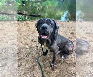 Ghost SCAS - Male Great Dane-Neapolitan Mastiff Mix Dog for Adoption - Photo #2