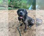 Small #1 Great Dane-Neapolitan Mastiff Mix