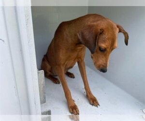 Vizsla Dogs for adoption in Houston, TX, USA