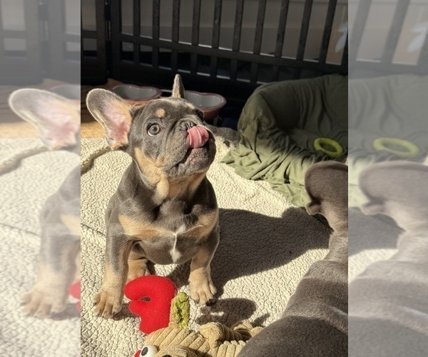 Medium Photo #2 French Bulldog Puppy For Sale in LOS ANGELES, CA, USA