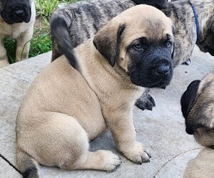 Mastiff Puppy for sale in OTTAWA, KS, USA