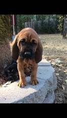 Bloodhound Puppy for sale in MERLIN, OR, USA