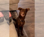 Small #2 Australian Kelpie-Labrador Retriever Mix