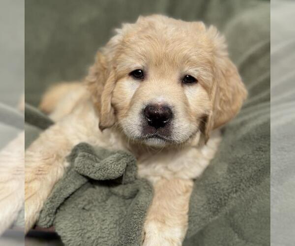 Medium Photo #3 Miniature Labradoodle Puppy For Sale in San Diego, CA, USA
