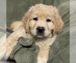 Small #2 Miniature Labradoodle