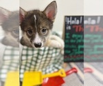 Small #10 Pomsky-Shiba Inu Mix