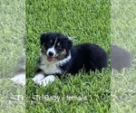 Small #6 Australian Shepherd