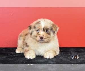 Australian Shepherd Puppy for sale in EASTON, MO, USA