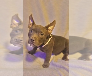 American Bully Puppy for sale in CLOVER, SC, USA