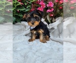 Small #5 Yorkshire Terrier
