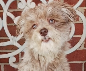 Havanese Puppy for sale in WINSTON SALEM, NC, USA