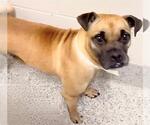 Small #2 Pug Mix