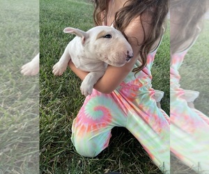 Bull Terrier Puppy for sale in AURORA, MO, USA