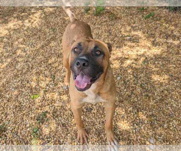 Medium Photo #3 Black Mouth Cur-Unknown Mix Puppy For Sale in Anniston, AL, USA