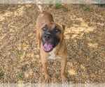 Small #2 Black Mouth Cur Mix