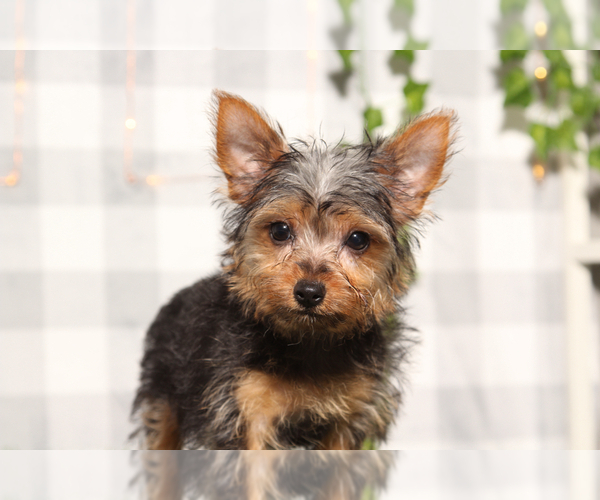 Medium Photo #2 Yorkshire Terrier Puppy For Sale in MARIETTA, GA, USA