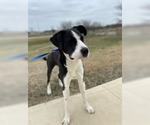 Small #2 Great Dane-Siberian Husky Mix