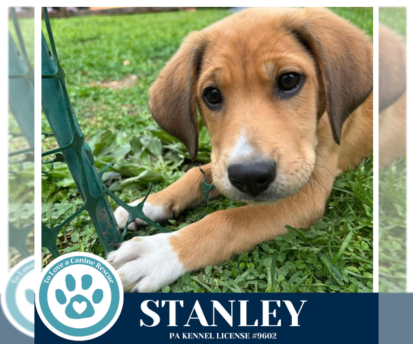 Medium Photo #3 Mutt Puppy For Sale in Kimberton, PA, USA