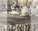 Small #22 Alaskan Klee Kai-Pomsky Mix